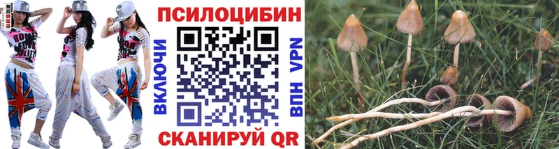 Псилоцибиновые грибы Psilocybine cubensis Белокуриха